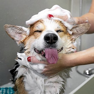 Get your dog groomed and bathed at our dog grooming spa