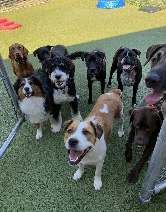 doggy day camp