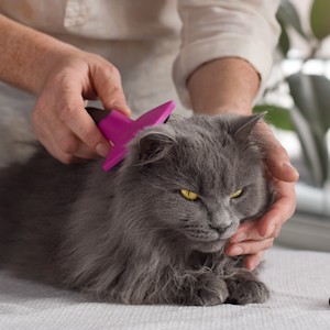 cat groomer