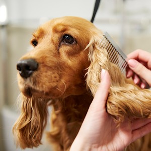 dog grooming