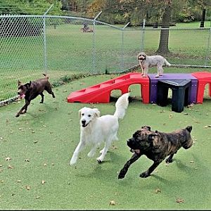 dog day care in York